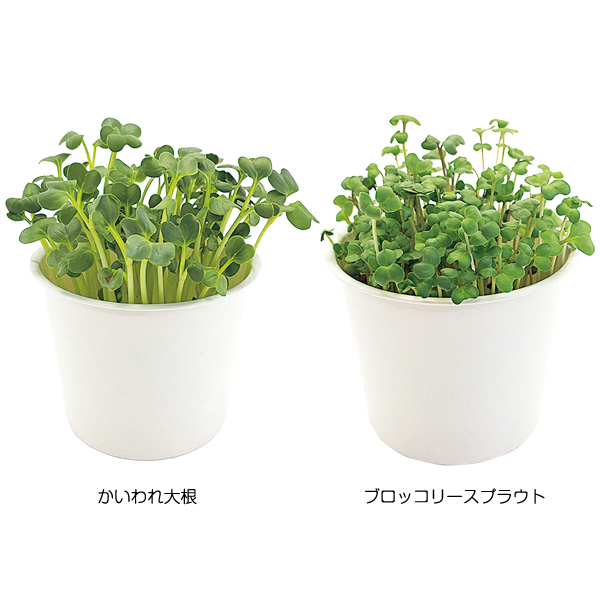 ���ץ饦�ȥ֥å�