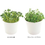 ���ץ饦�ȥ֥å�